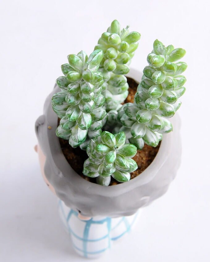 Artificial succulent 8*15CM Succulent in ceramic pot GS-30319049+P
