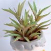 Artificial succulent 8*16CM Succulent in ceramic pot GS-30319054+P