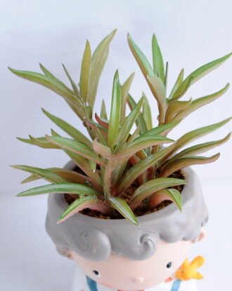 Artificial succulent 8*16CM Succulent in ceramic pot GS-30319054+P