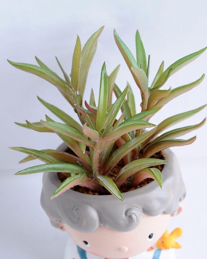 Artificial succulent 8*16CM Succulent in ceramic pot GS-30319054+P