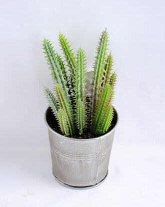 Artificial succulent 9*16CM Succulent in metal pot GS-30319088 Potted Flowers&Plants YeahFlower is one of Chinese leading OEM manufacturers and exporters , supplying the silk flowers, wholesale artificial trees Artificial succulent 9*16CM Succulent in metal pot GS-30319088