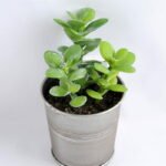 Artificial succulent 7*14CM Succulent in metal pot GS-30319089