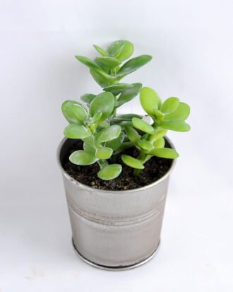 Artificial succulent 7*14CM Succulent in metal pot GS-30319089