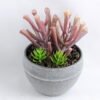 Artificial succulent 9.5*14CM Succulent in minami pot GS-30319072