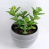 Artificial succulent 9*13.5CM Succulent in minami pot GS-30319081