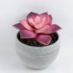 Artificial succulent 8*9CM Succulent in minami pot GS-30319083-Z1