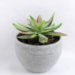 Artificial succulent 8*9CM Succulent in minami pot GS-30319085