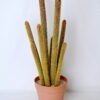 Artificial succulent 20*19*59cm Succulent in plastic pot GS-45219087