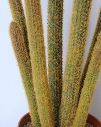 Artificial succulent 20*19*59cm Succulent in plastic pot GS-45219087 Succulent YeahFlower is one of Chinese leading OEM manufacturers and exporters , supplying the silk flowers, wholesale artificial trees Artificial succulent 20*19*59cm Succulent in plastic pot GS-45219087