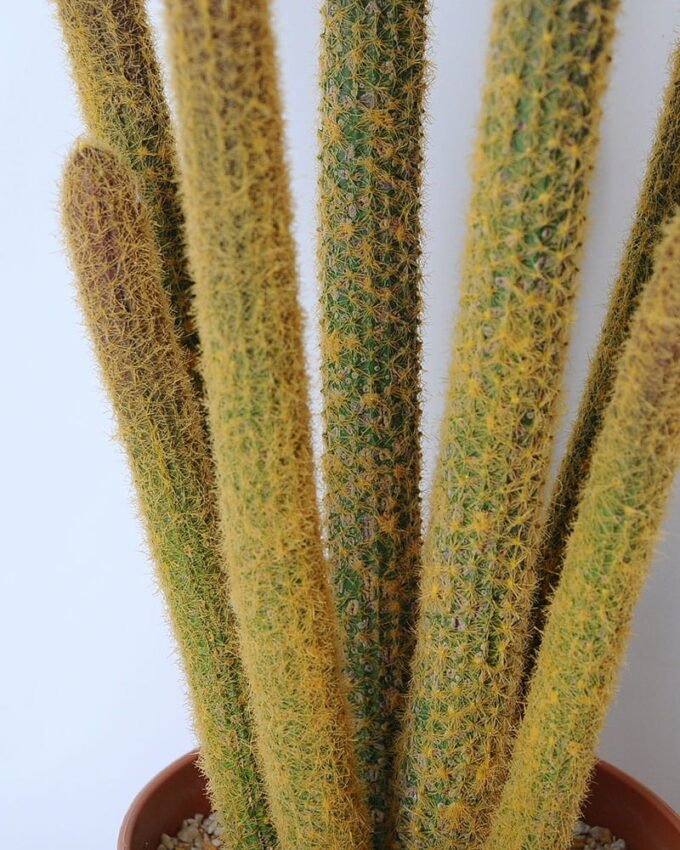 Artificial succulent 20*19*59cm Succulent in plastic pot GS-45219087