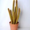Artificial succulent 17*18*47cm Succulent in plastic pot GS-45219088