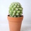 Artificial succulent 8*8*14CM Succulent in plastic pot GS-45219108