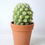Artificial succulent 8*8*14CM Succulent in plastic pot GS-45219108