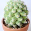 Artificial succulent 8*8*14CM Succulent in plastic pot GS-45219108