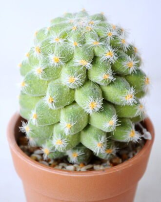 Artificial succulent 8*8*14CM Succulent in plastic pot GS-45219108 Succulent YeahFlower is one of Chinese leading OEM manufacturers and exporters , supplying the silk flowers, wholesale artificial trees Artificial succulent 8*8*14CM Succulent in plastic pot GS-45219108