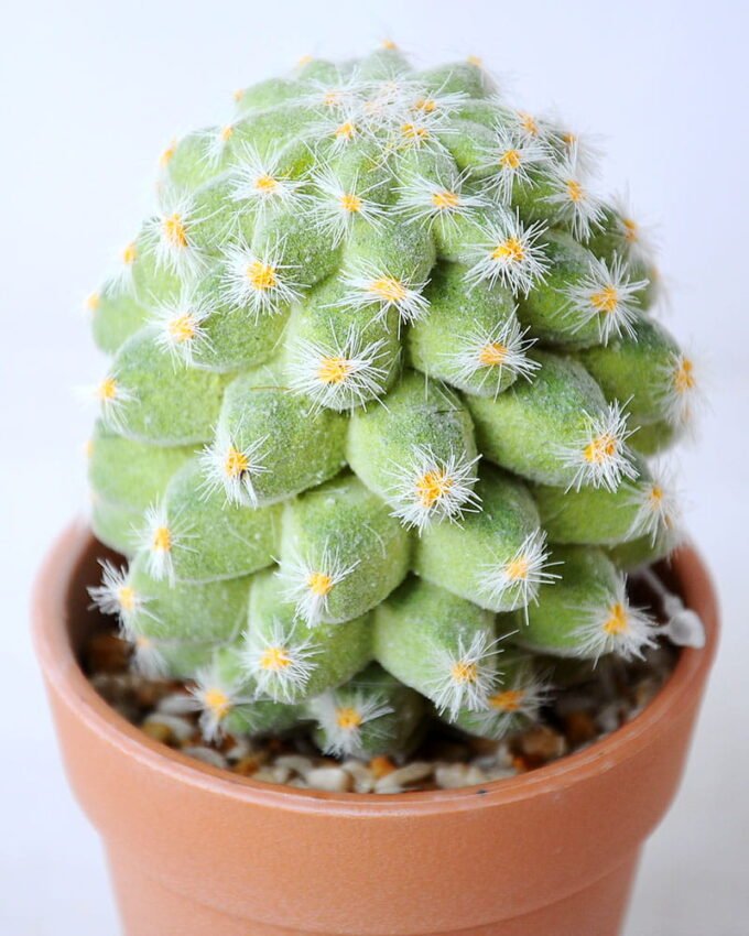 Artificial succulent 8*8*14CM Succulent in plastic pot GS-45219108