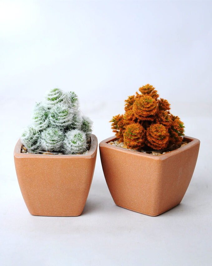 Artificial succulent 5.5*5.5*8.5CM Succulent in plastic pot GS-45219118