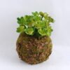 Artificial succulent 9*9*11CM Succulent on ball GS-30319022