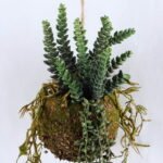 Artificial succulent 17*51CM Succulent on ball GS-30319026