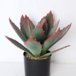 Artificial succulent 27*36*39cm aloe vera in plastic pot GS-45219021