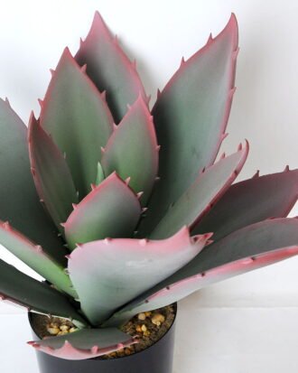 Artificial succulent 27*36*39cm aloe vera in plastic pot GS-45219021 Succulent YeahFlower is one of Chinese leading OEM manufacturers and exporters , supplying the silk flowers, wholesale artificial trees Artificial succulent 27*36*39cm aloe vera in plastic pot GS-45219021