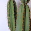 Artificial succulent 39*30*116cm cactus in plactic pot(M) GS-45219051 2 Artificial succulent 39*30*116cm cactus in plactic pot(M) GS-45219051