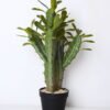 Artificial succulent 31*26*48cm cactus in plastic pot GS-45219063