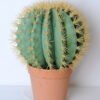 Artificial succulent 47*47*62cm cactus in plastic pot GS-45219090 1 Artificial succulent 47*47*62cm cactus in plastic pot GS-45219090