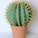 Artificial succulent 47*47*62cm cactus in plastic pot GS-45219090