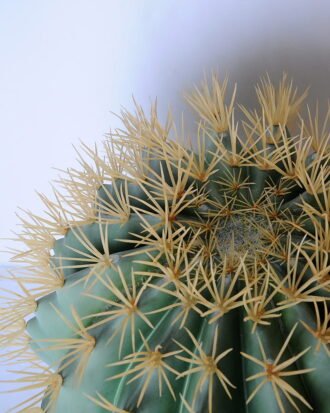 Artificial succulent 47*47*62cm cactus in plastic pot GS-45219090