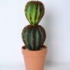 Artificial succulent 9.5*9.5*27cm cactus in plastic pot GS-45219097