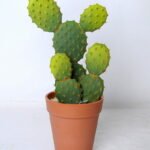 Artificial succulent 13*13*26.5cm cactus in plastic pot GS-45219098