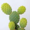 Artificial succulent 13*13*26 Artificial succulent 13*13*26.5cm cactus in plastic pot GS-45219098