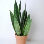 Artificial succulent 17*16*51cm tigridia in plastic pot GS-45219082