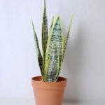Artificial succulent 15*12*41cm tigridia in plastic pot GS-45219083