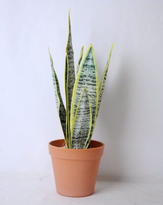 Artificial succulent 15*12*41cm tigridia in plastic pot GS-45219083