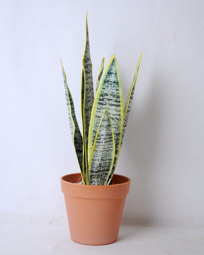 Artificial succulent 15*12*41cm tigridia in plastic pot GS-45219083 1 Artificial succulent 15*12*41cm tigridia in plastic pot GS-45219083