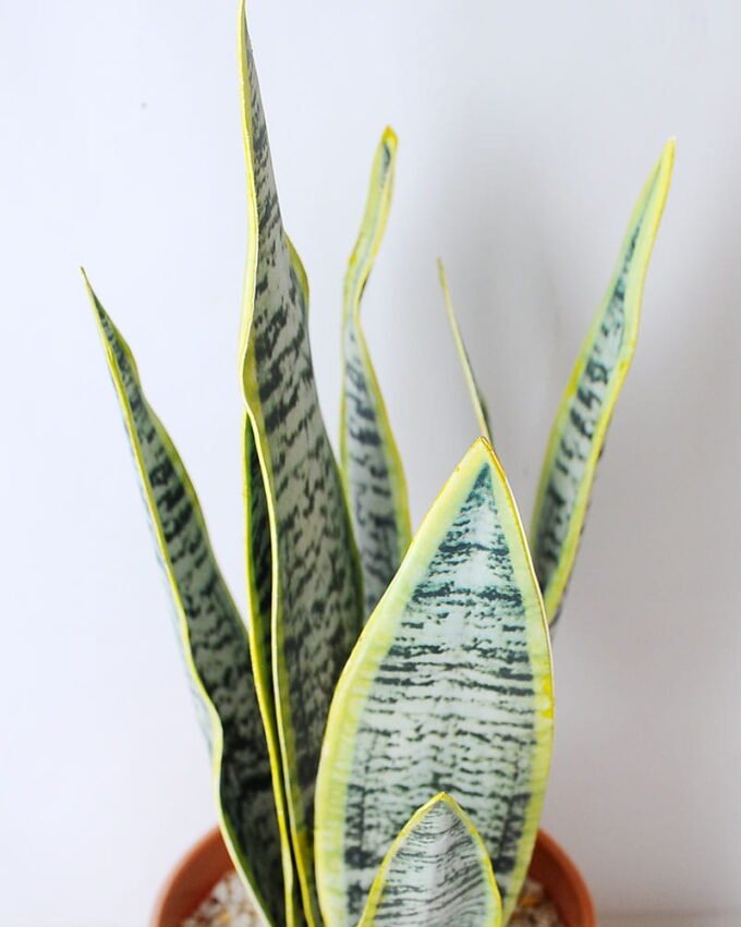 Artificial succulent 15*12*41cm tigridia in plastic pot GS-45219083 2 Artificial succulent 15*12*41cm tigridia in plastic pot GS-45219083