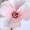 Artificial Flower 16*36CM Magnolia spray GS-14519008-P2 2 Artificial Flower 16*36CM Magnolia spray GS-14519008-P2