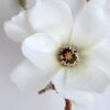 Artificial Flower 16*36CM Magnolia spray GS-14519008-W1