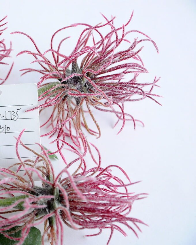 Artificial Flower 22*79CM Pohutokawa Spray*3 GS-14519034-R1