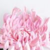 Artificial Flower 25*74CM Single Mum GS-42819021-P1