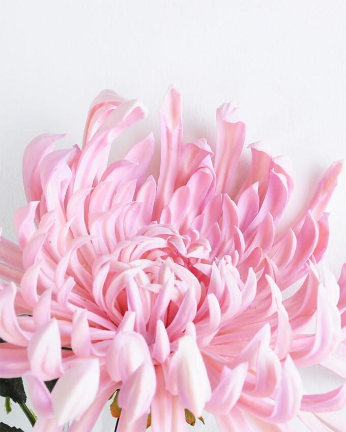 Artificial Flower 25*74CM Single Mum GS-42819021-P1