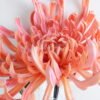 Artificial Flower 25*74CM Single Mum GS-42819021-P2