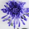 Artificial Flower 25*74CM Single Mum GS-42819021-Z1