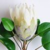 Artificial Flower 25*72CM Single Protea cynaroides GS-14519007-W1