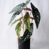 Artificial Plant 30*26*46CM Leaves in plastic pot/lvs9 GDP-19-004