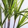 Artificial Tree 79*80*175CM Cycas*3 GS-56519005-G1