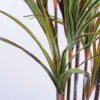 Artificial Tree 79*80*175CM Cycas*3 GS-56519005-G2