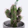Artificial succulent 9.5*9.5*18CM Cactus In Paper Pot GS-38919008